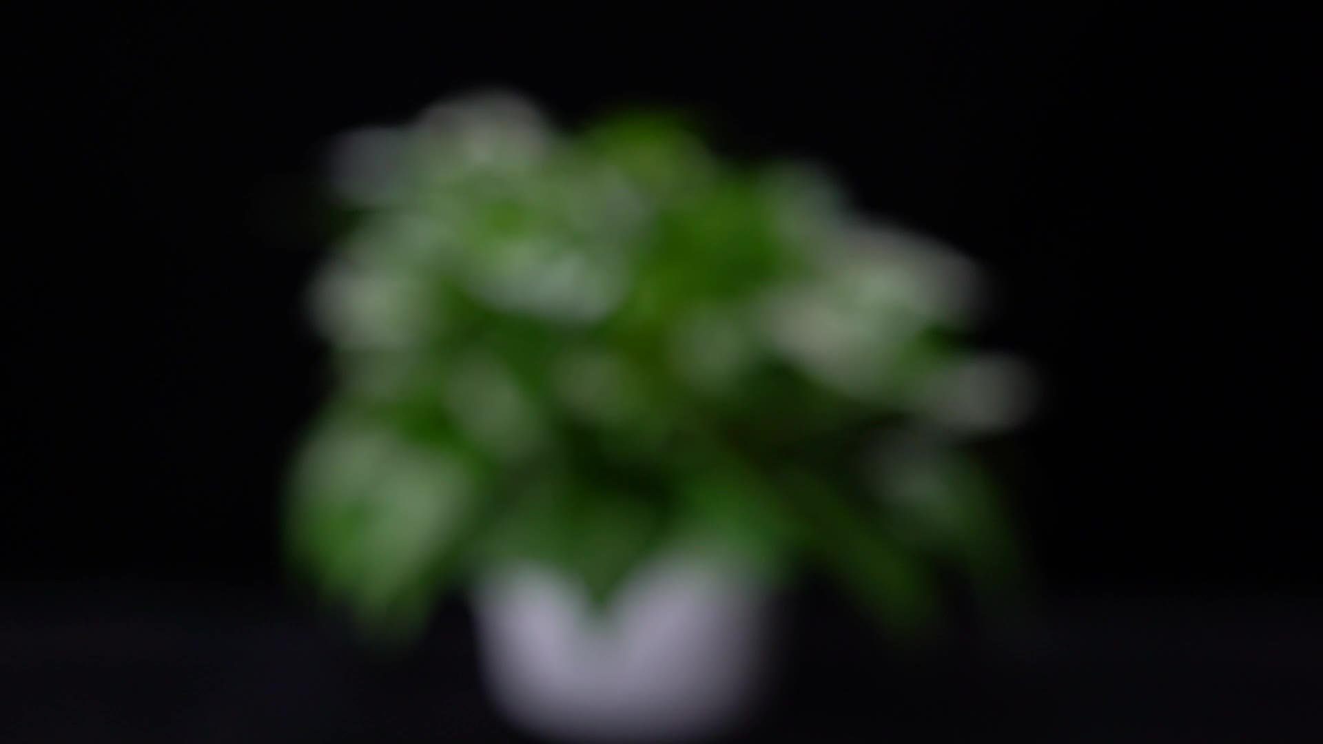 镜头合集红花绿叶叶子叶脉叶片环保绿萝视频的预览图