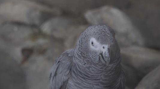 镜头合集灰鹦鹉羽毛鸟喙鸟嘴眼睛保护动物视频的预览图