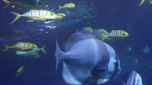 镜头合集水下鱼群海洋鱼类海底世界视频的预览图