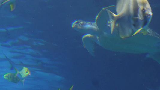 镜头合集深海海龟乌龟水龟海底视频的预览图