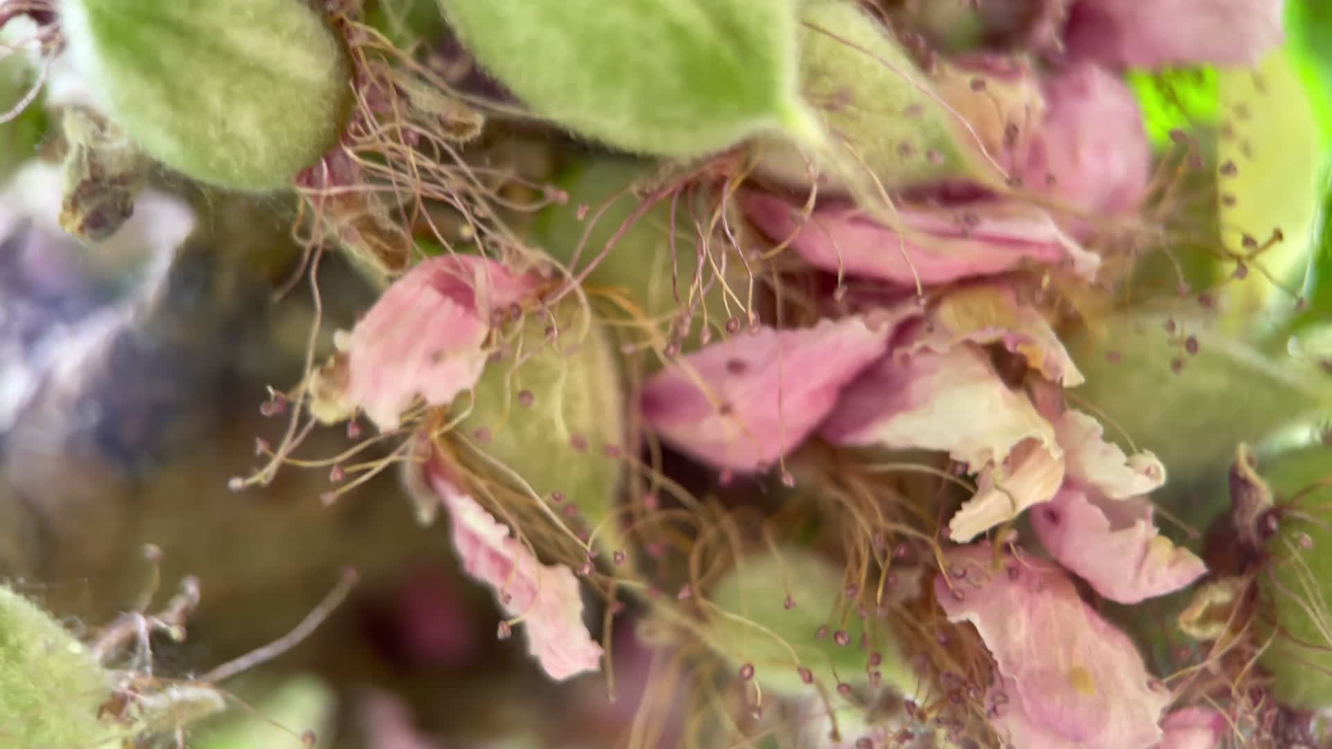 镜头合集树叶绿叶叶子叶绿素叶脉结果开视频的预览图