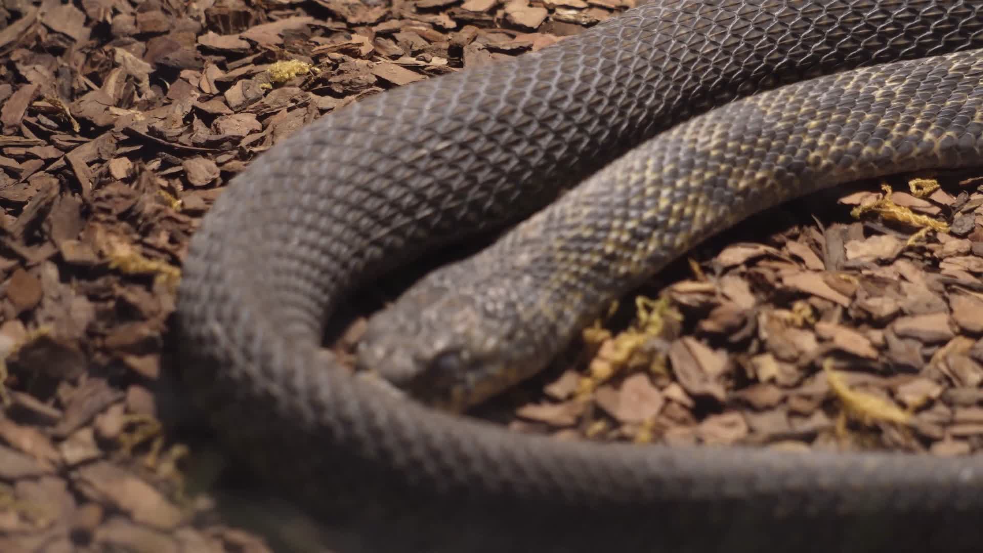 镜头合集森林里的蚺蟒蛇丛林蟒危险视频的预览图