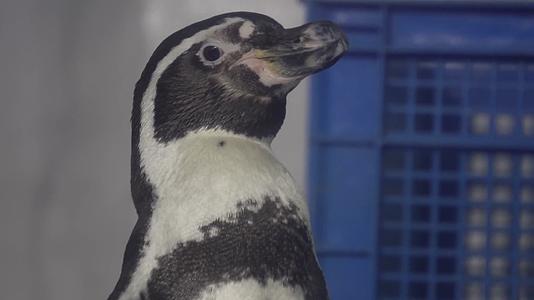 镜头合集特写企鹅羽毛一群企鹅视频的预览图