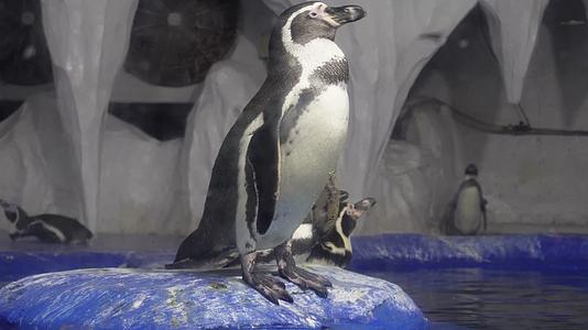 镜头合集水族馆里的帝王企鹅南极视频的预览图