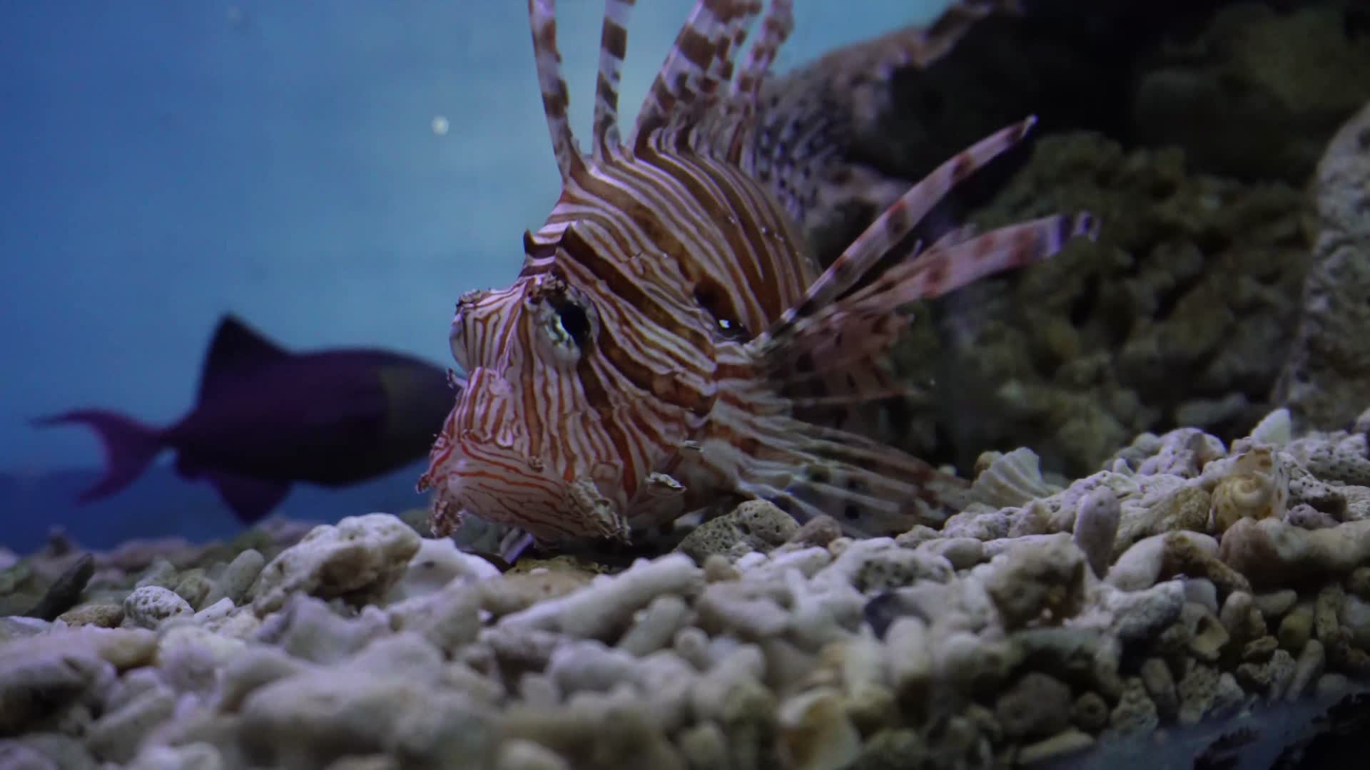 镜头合集蓑鲉狮子鱼深海鱼类观赏鱼视频的预览图