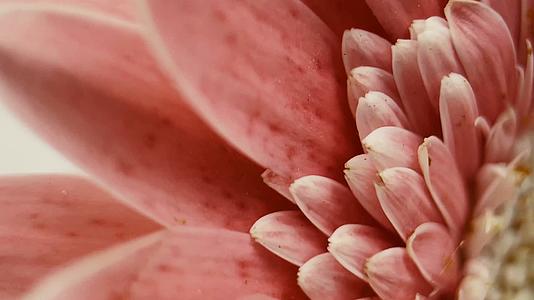 镜头合集微距粉色非洲菊雏菊视频的预览图