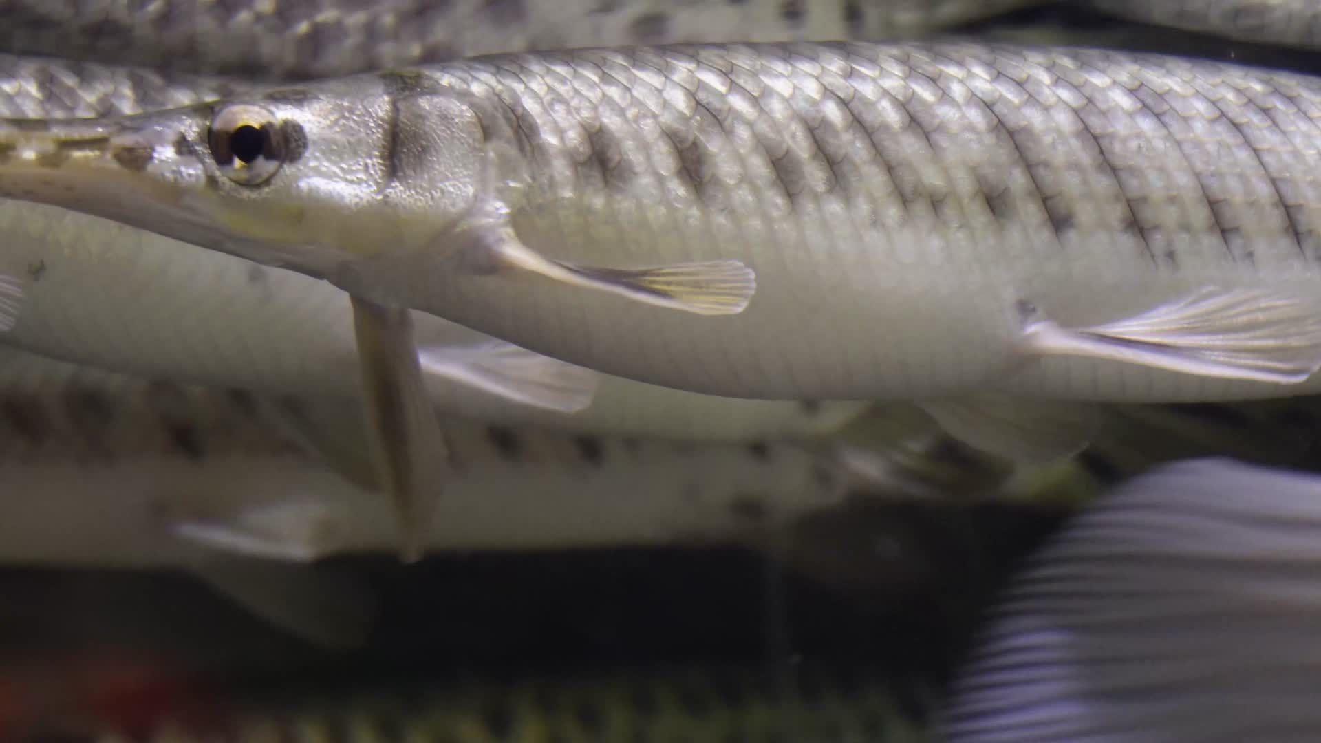 镜头合集稀有针鱼梭鱼热带鱼观赏鱼视频的预览图