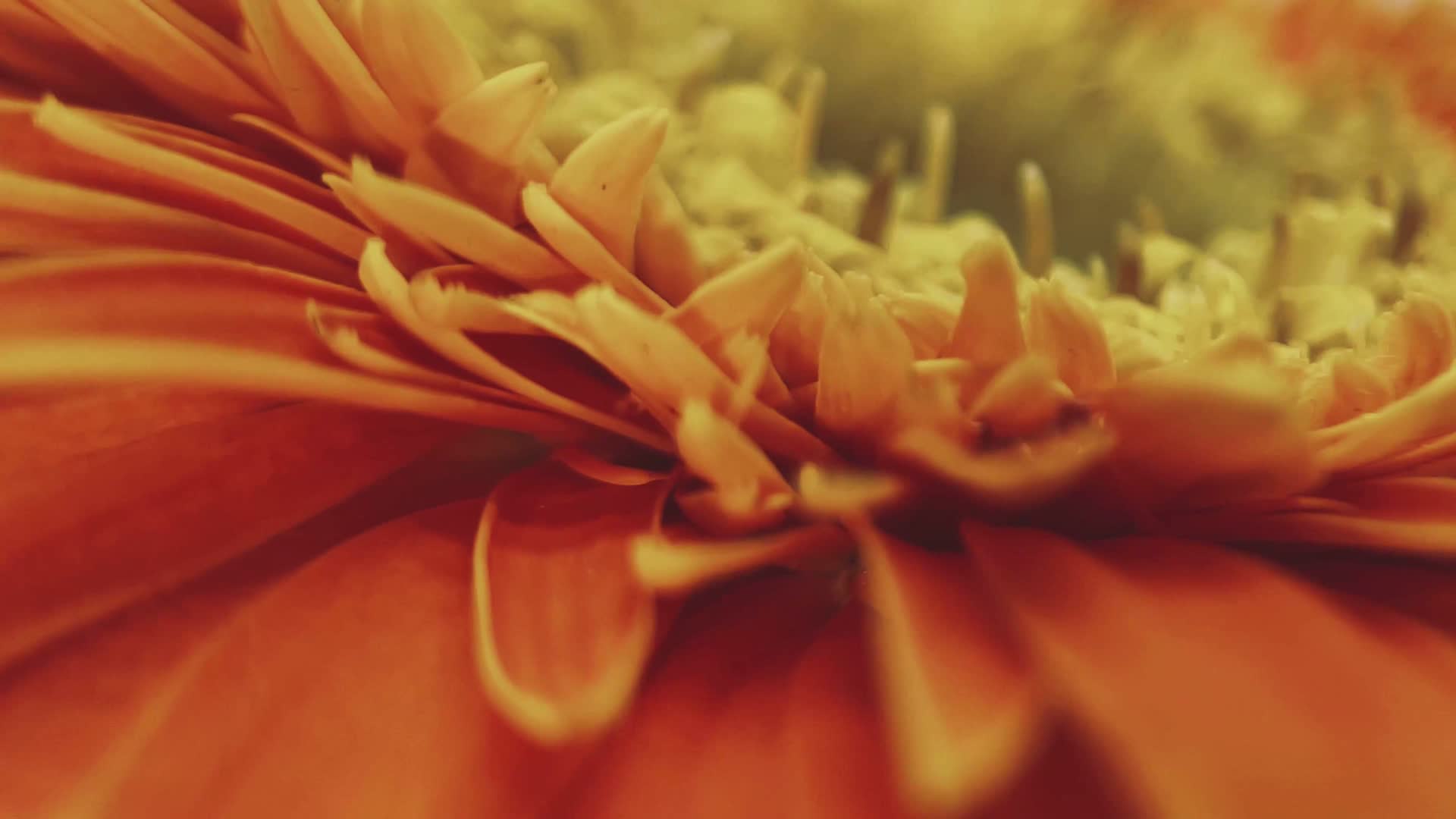 镜头合集微距橘黄色雏菊视频的预览图