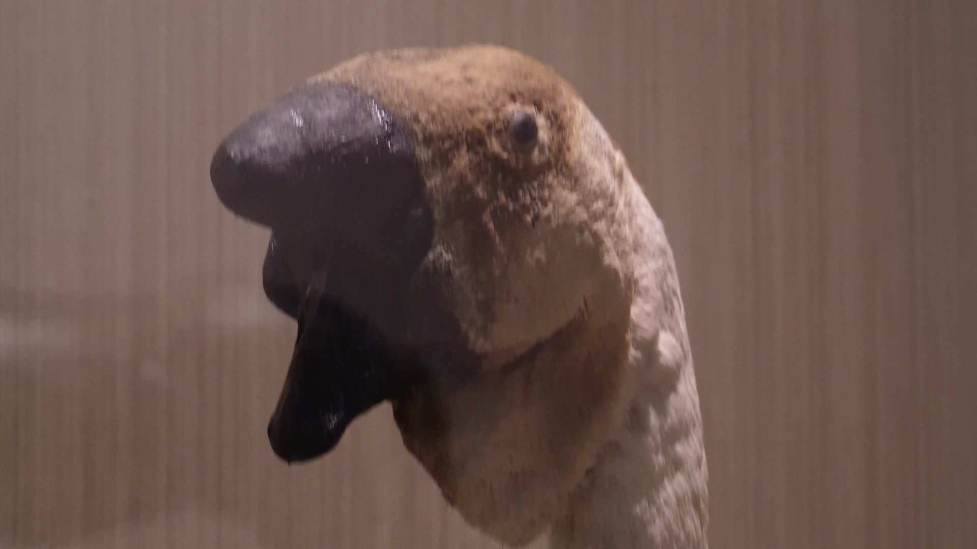 镜头合集鸭子鹅大雁家禽标本视频的预览图