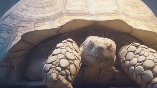 镜头合集象龟乌龟爬行动物辐射龟宠物龟视频的预览图