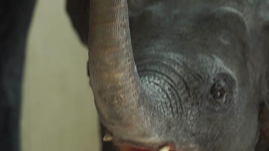 大象小象非洲象动物标本视频的预览图
