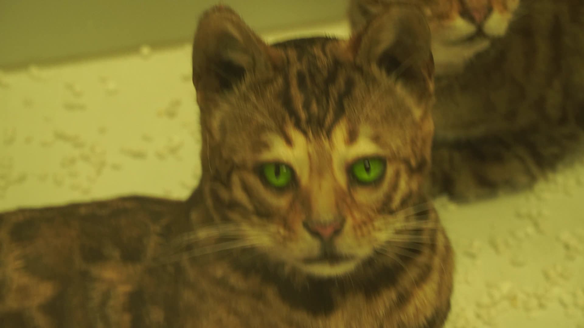 宠物猫猫咪标本模型视频的预览图