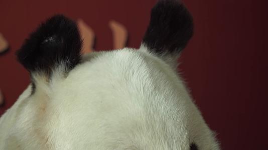 动物标本大熊猫国宝视频的预览图