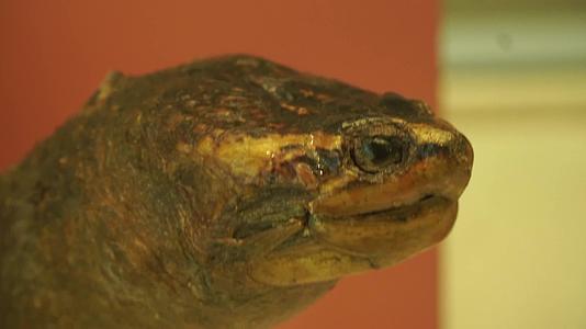海龟陆龟乌龟玳瑁甲壳爬行动物标本视频的预览图