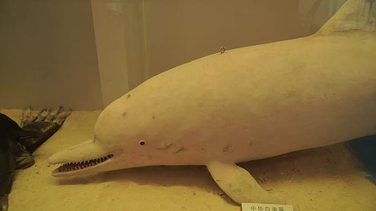 鲸鱼海豚标本模型深海生物视频的预览图
