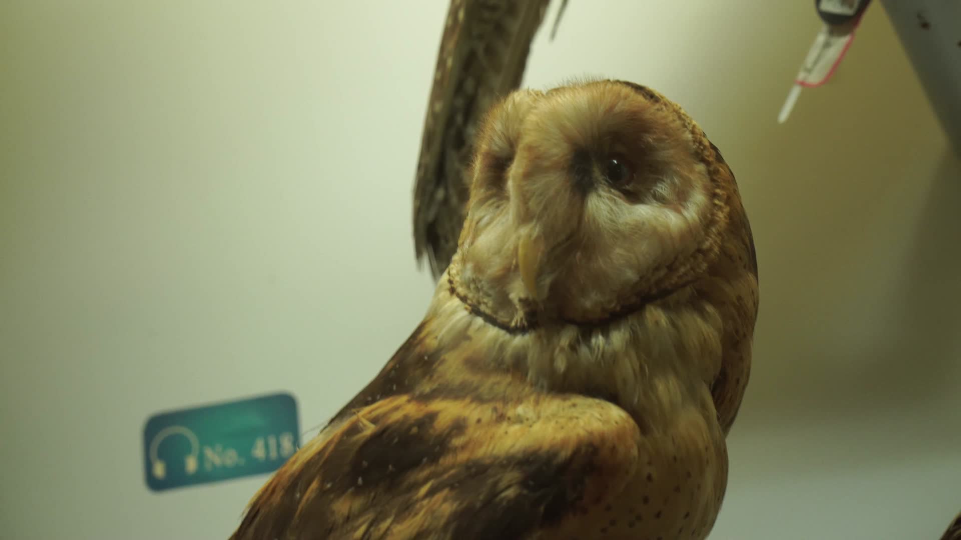 猫头鹰夜行猛禽标本视频的预览图