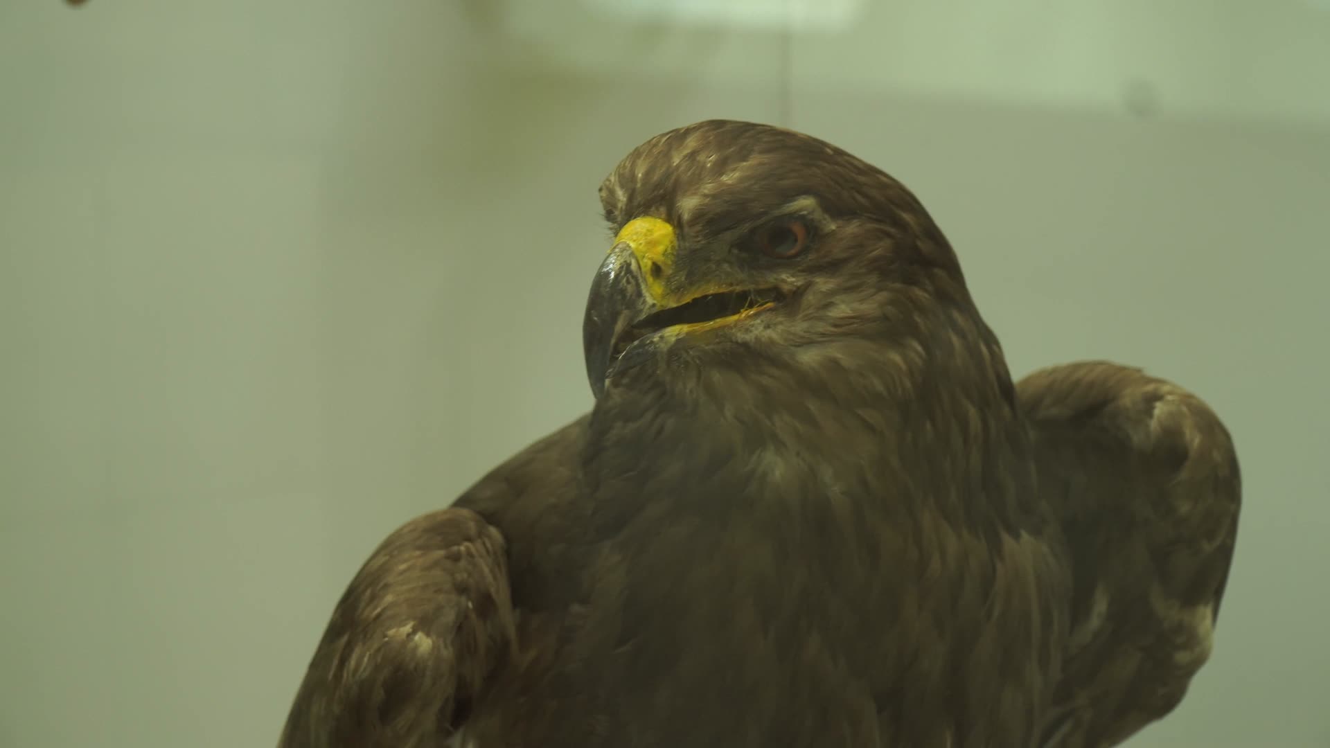 秃鹰老鹰苍蝇标本模型视频的预览图