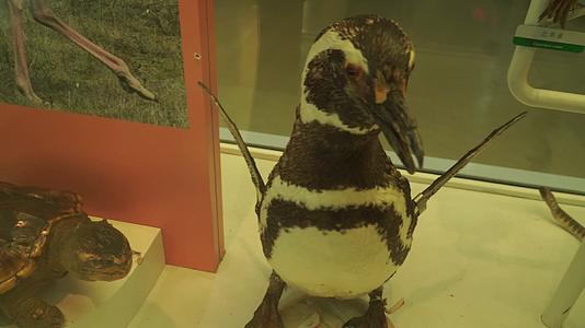 企鹅标本南极动物视频的预览图