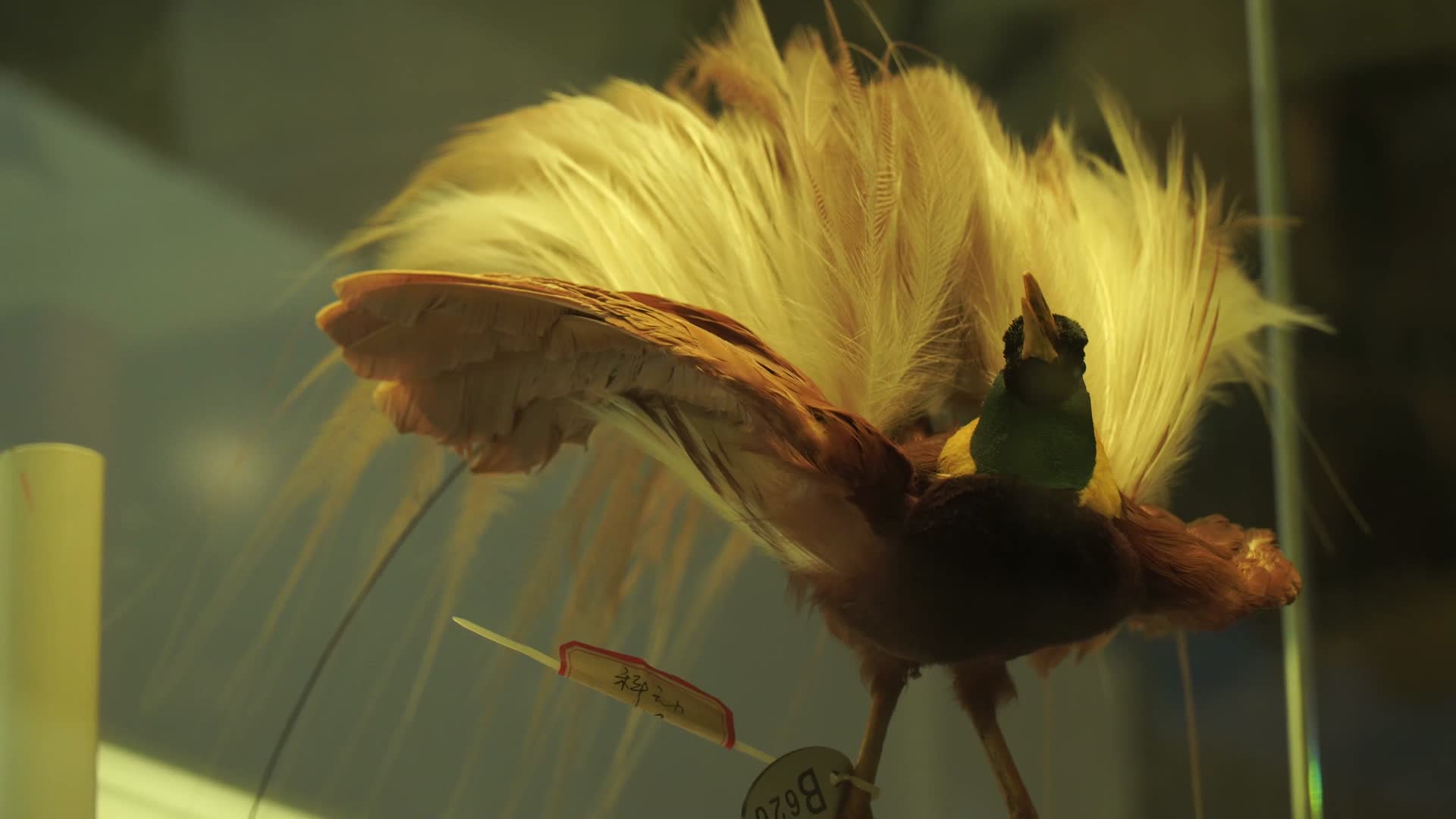 鹦鹉鸳鸯文鸟观赏鸟类标本视频的预览图