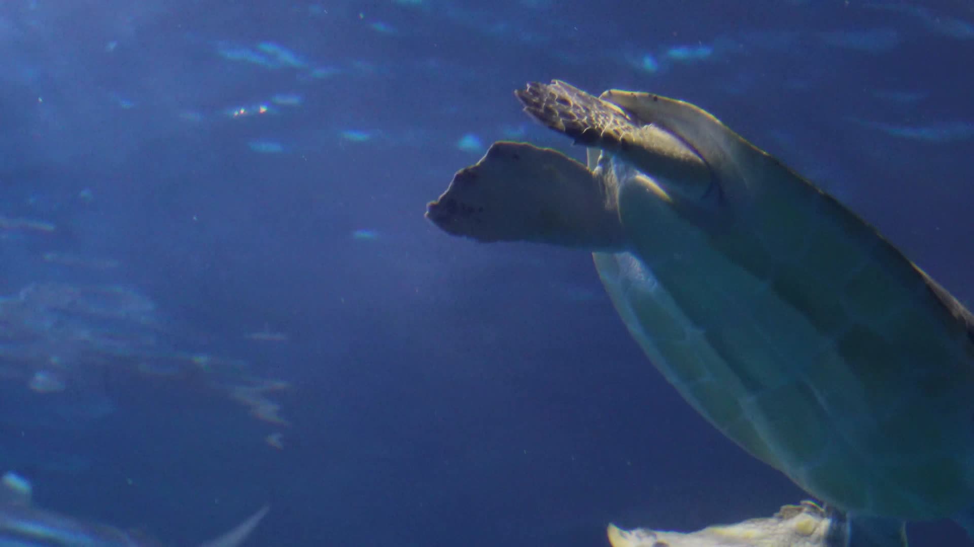 镜头合集深海海龟乌龟水龟海底视频的预览图