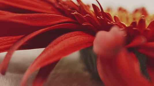 镜头合集微距红色菊花花瓣花蕊视频的预览图