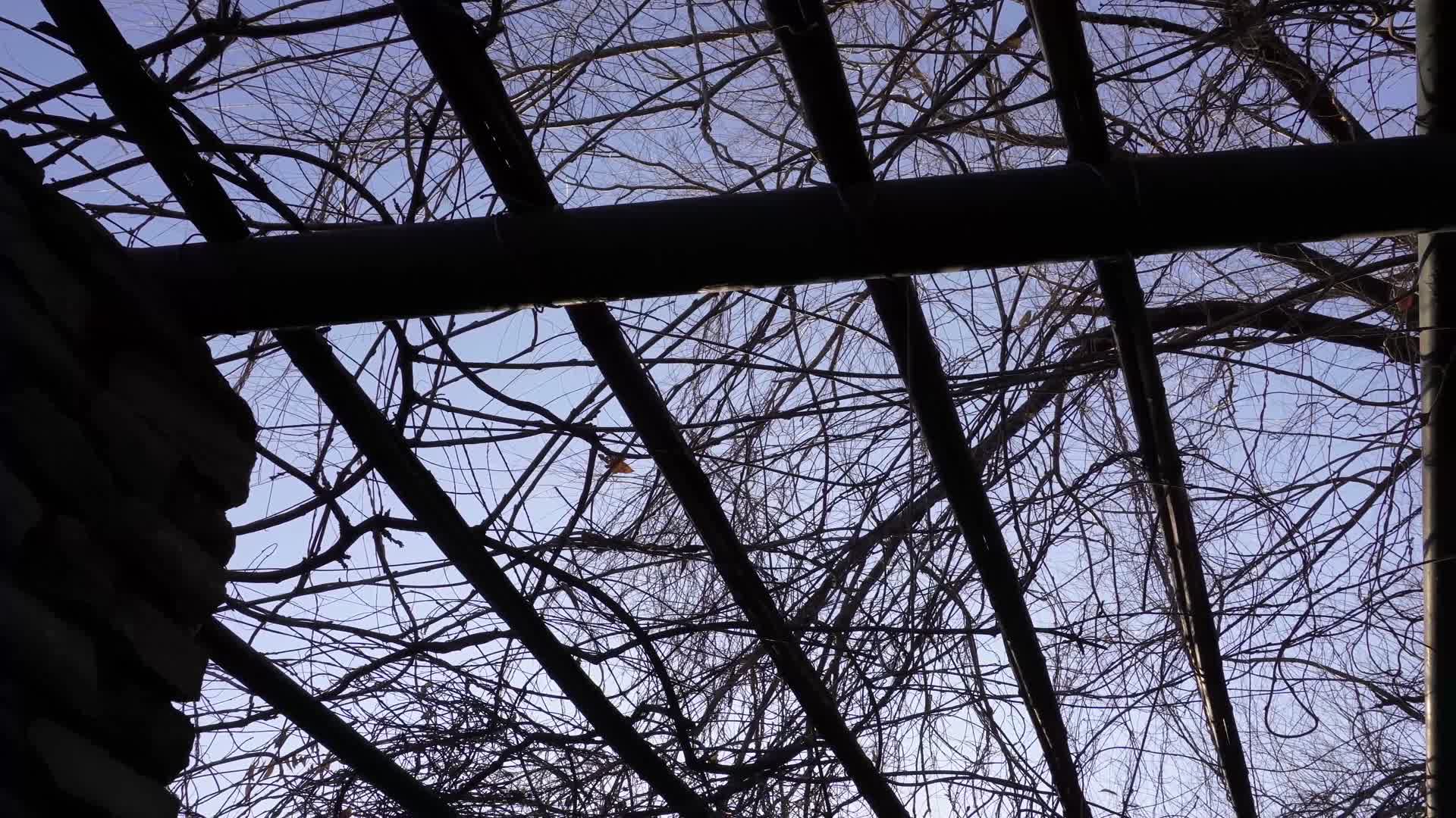 镜头合集藤蔓爬藤木本植物藤条林荫凉棚视频的预览图