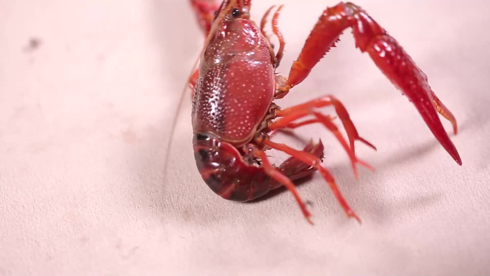 镜头合集鲜活小龙虾视频的预览图