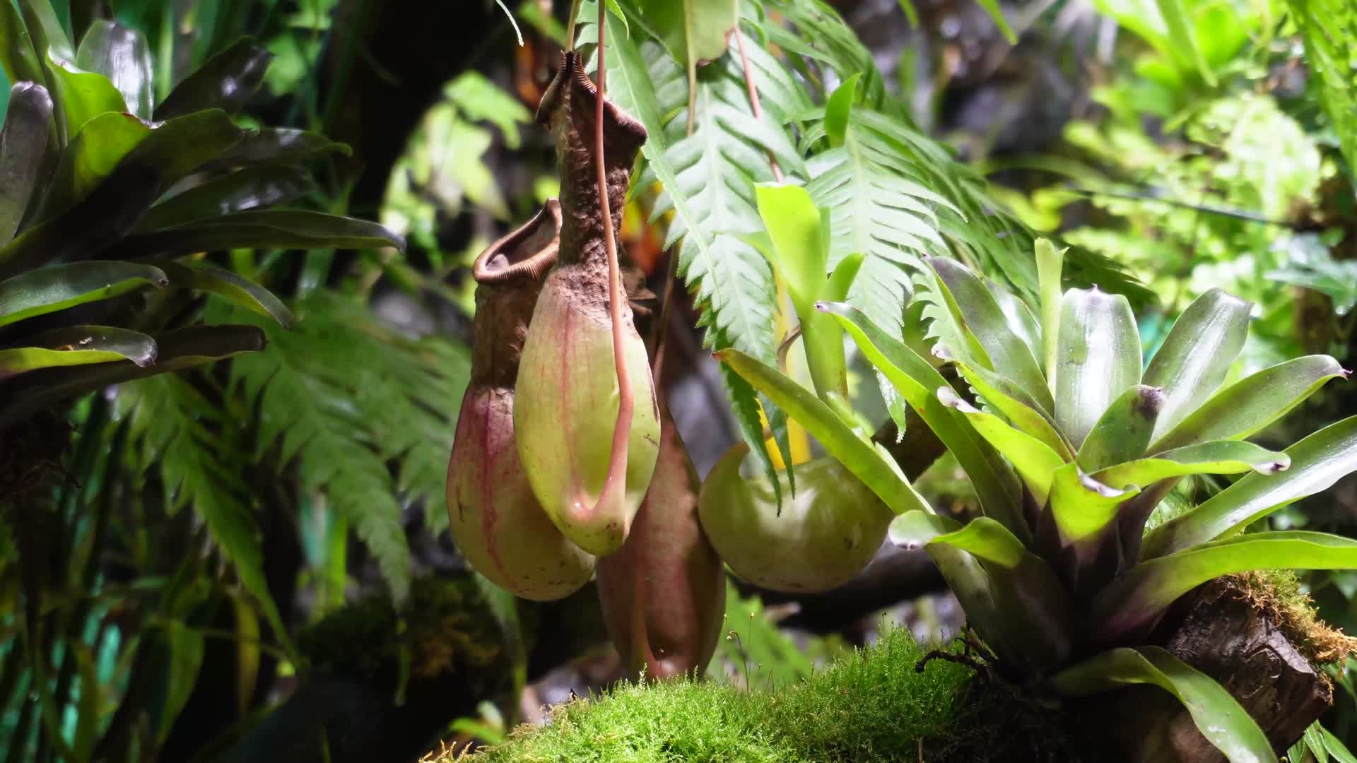 镜头合集猪笼草食虫草珍稀植物热带雨林造景视频的预览图