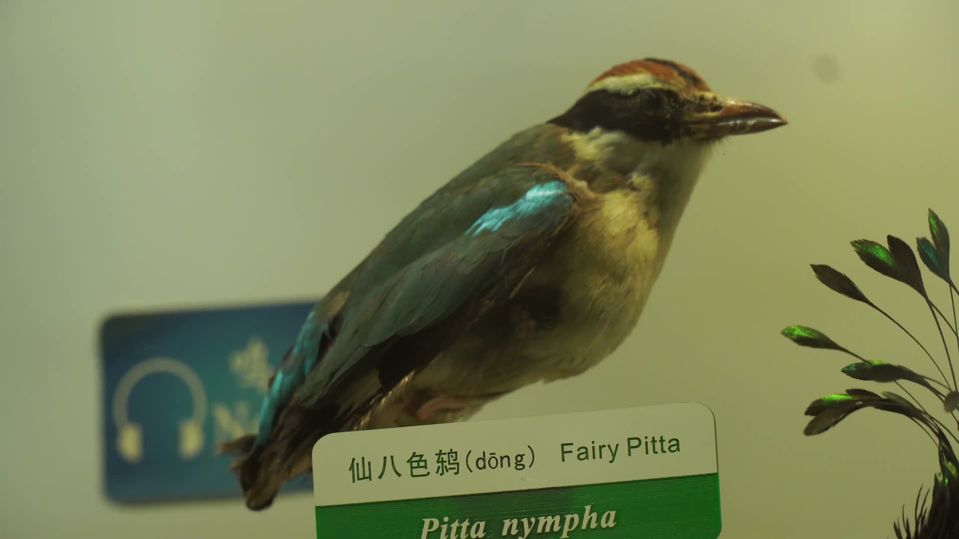 各种鸟类标本模型视频的预览图