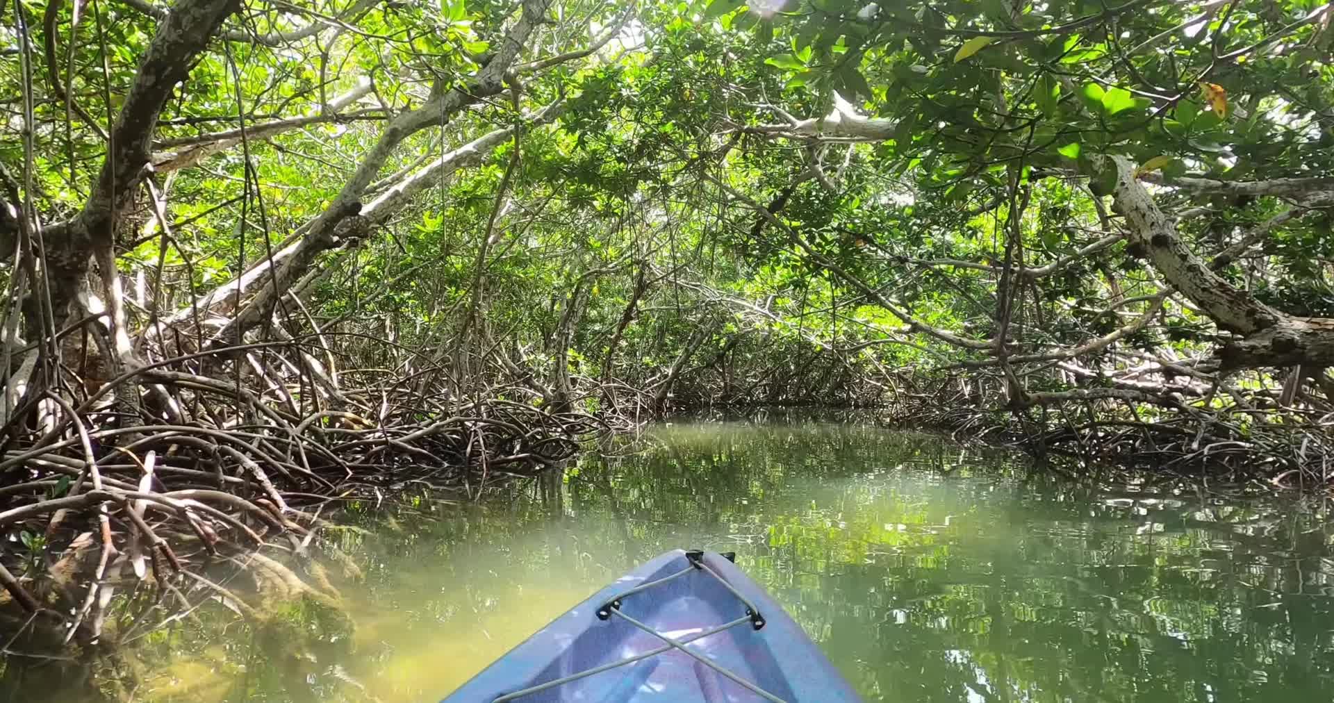 热带雨林乘坐独木舟漂流视频的预览图