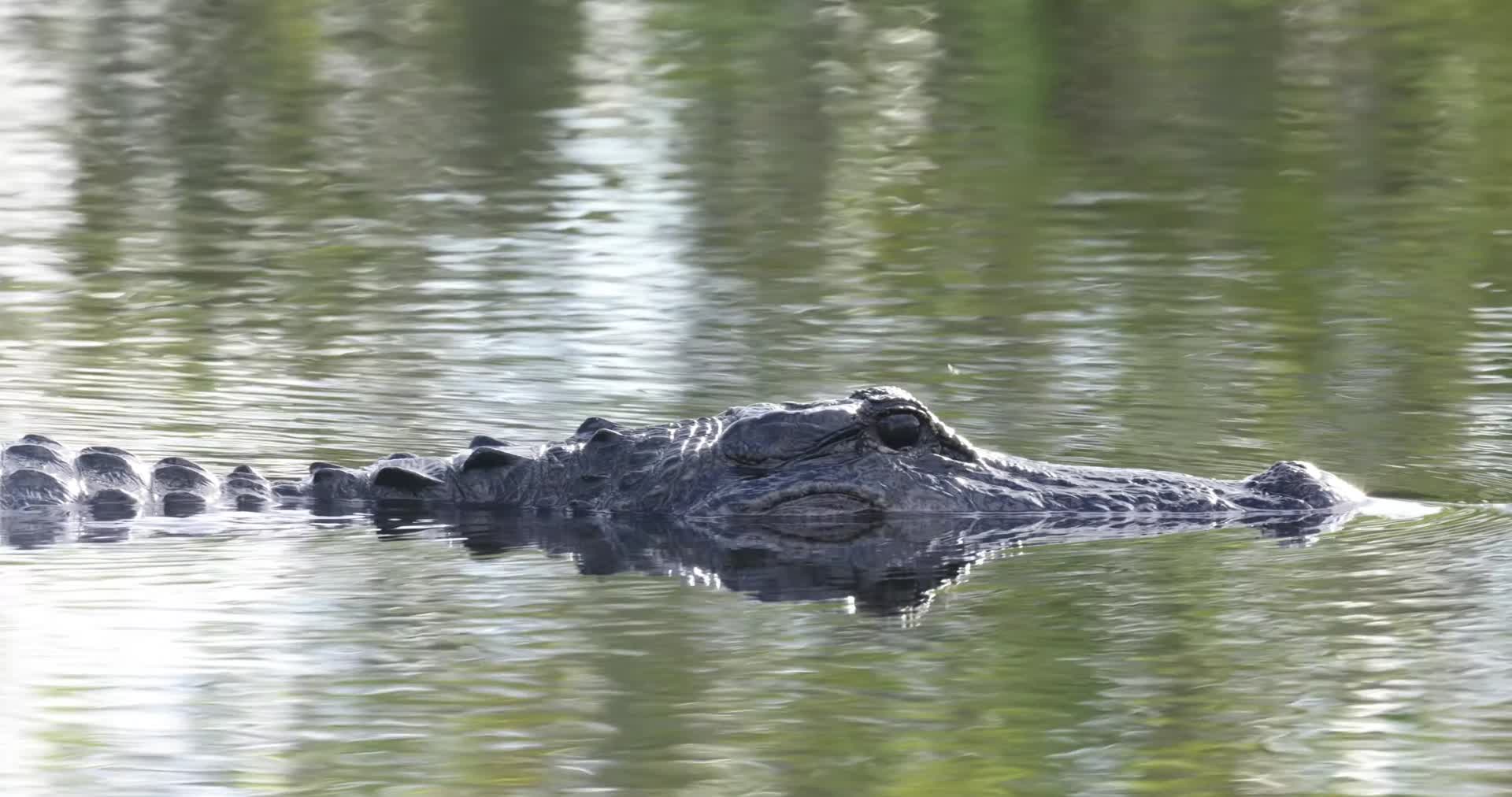 鳄鱼湖面上游泳觅食视频的预览图