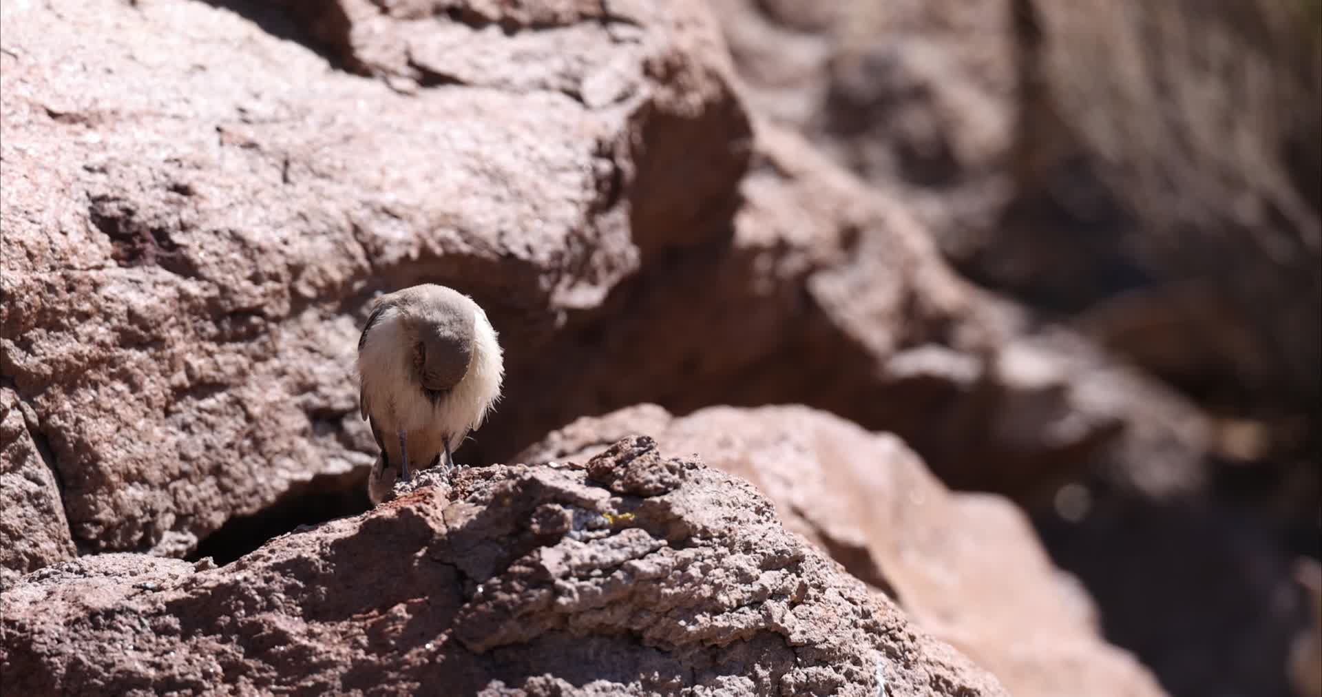 小鸟炎热夏日岩石觅食视频的预览图
