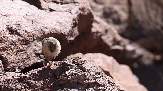 小鸟炎热夏日岩石觅食视频的预览图