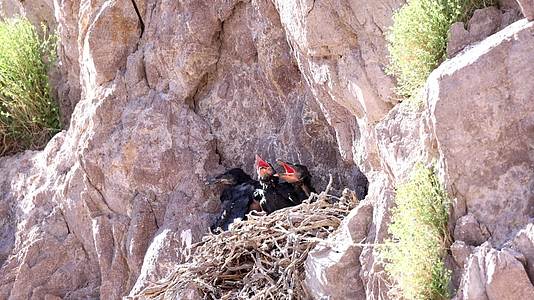 乌鸦悬崖鸟窝喂食幼鸟视频的预览图
