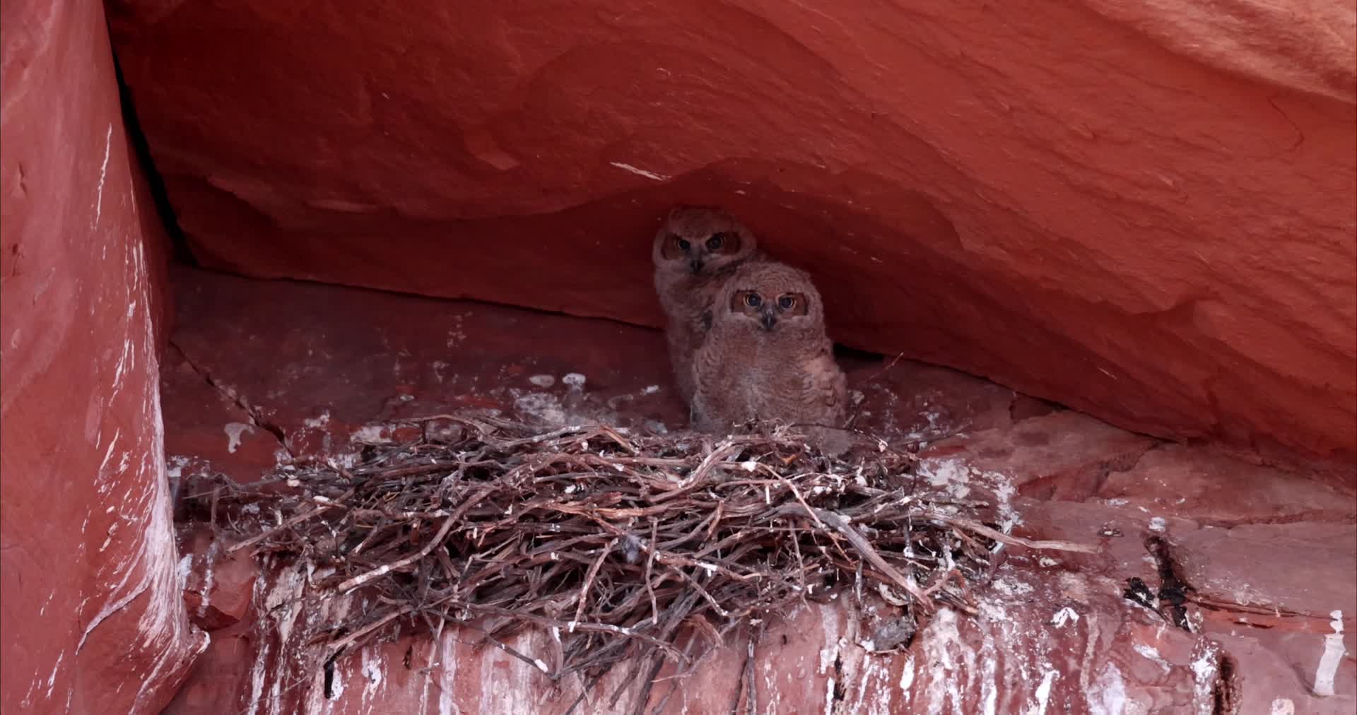 猫头鹰幼崽幼鸟悬崖鸟窝视频的预览图