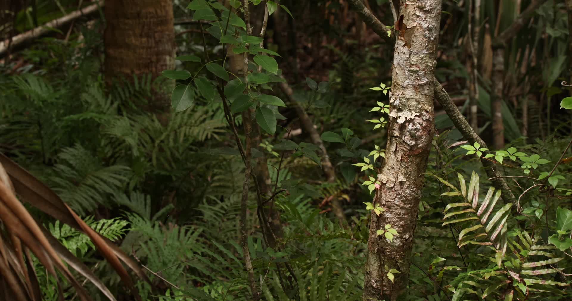 夏季热带雨林花草树木植物合集视频的预览图