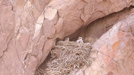 悬崖峭壁幼鹰雏鹰雄鹰视频的预览图