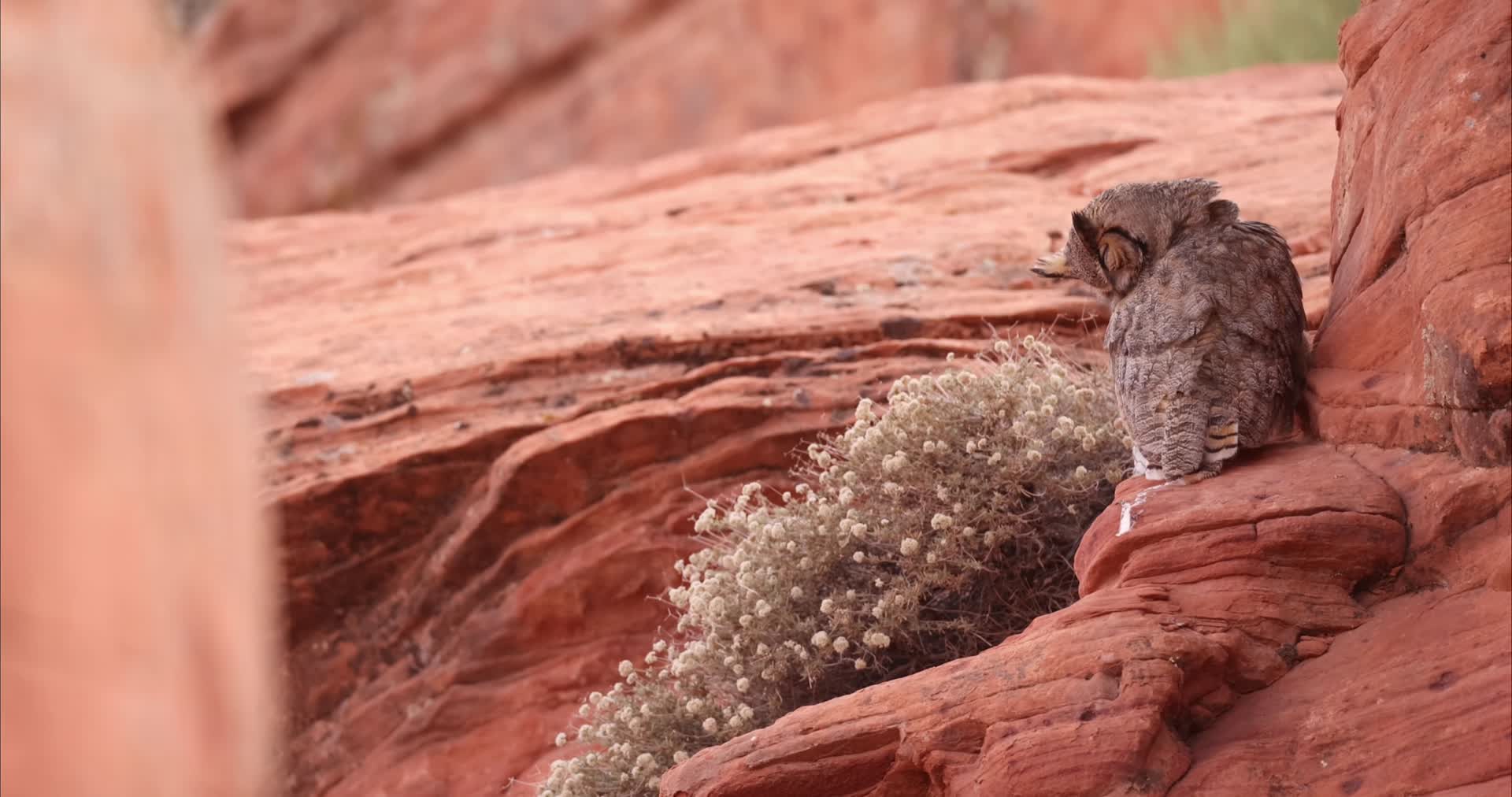 猫头鹰炎热夏日在岩壁休息视频的预览图