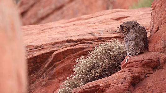 猫头鹰炎热夏日在岩壁休息视频的预览图
