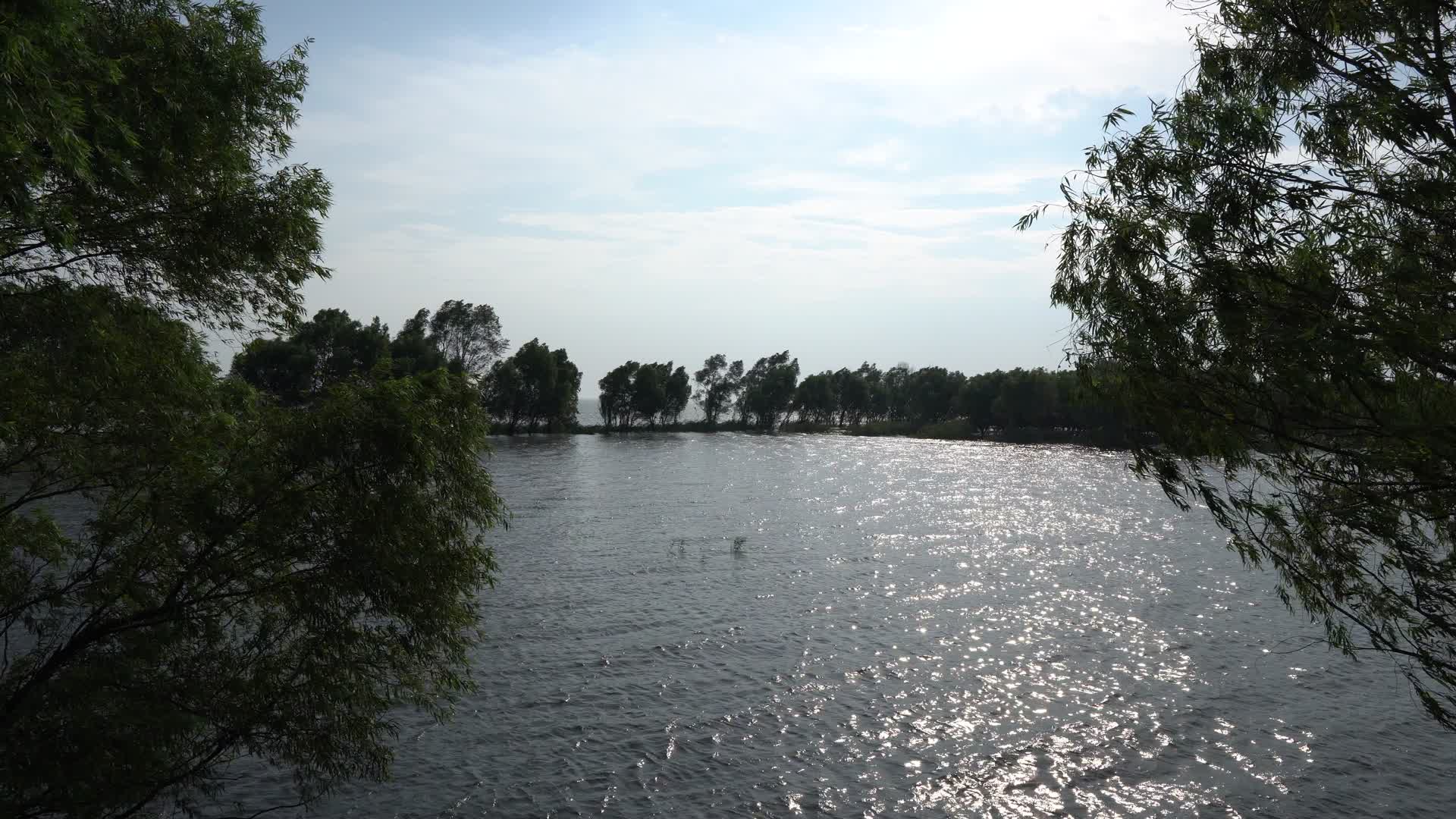 水中柳树湖中树林视频的预览图