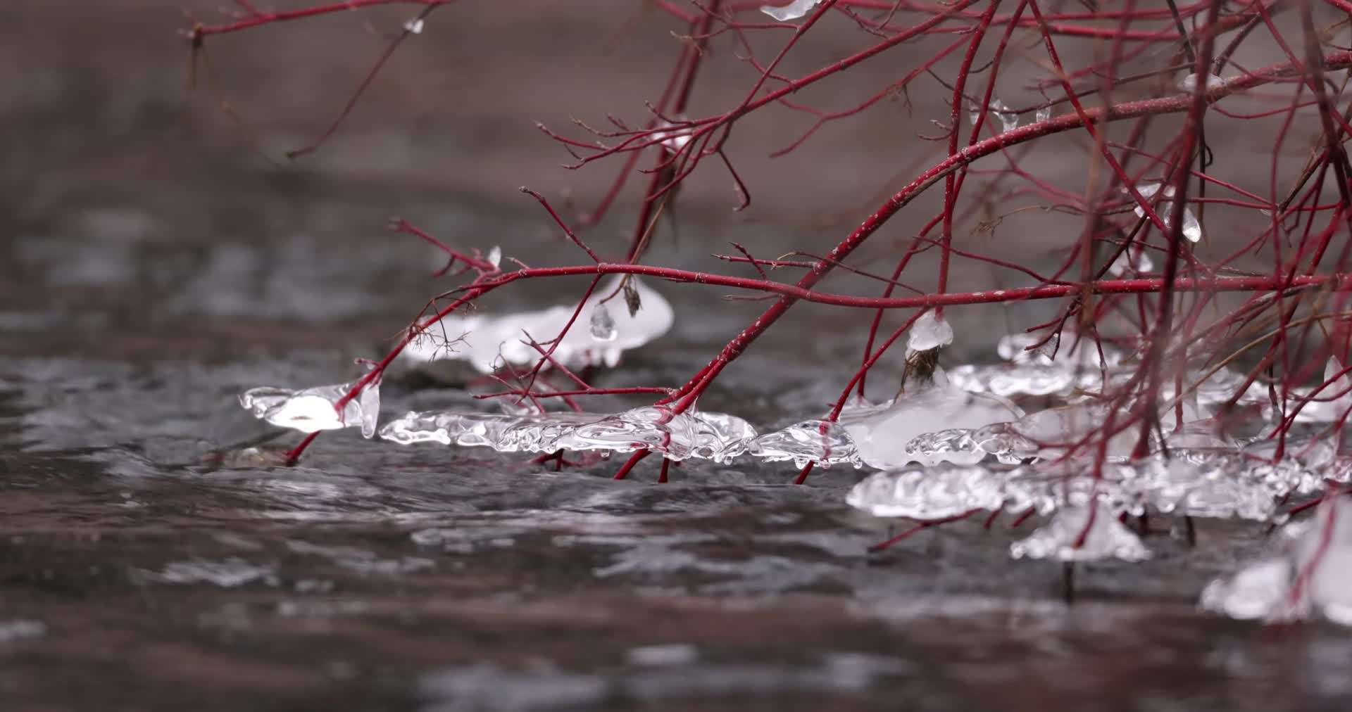 冬季河流枝条结冰慢镜头视频的预览图