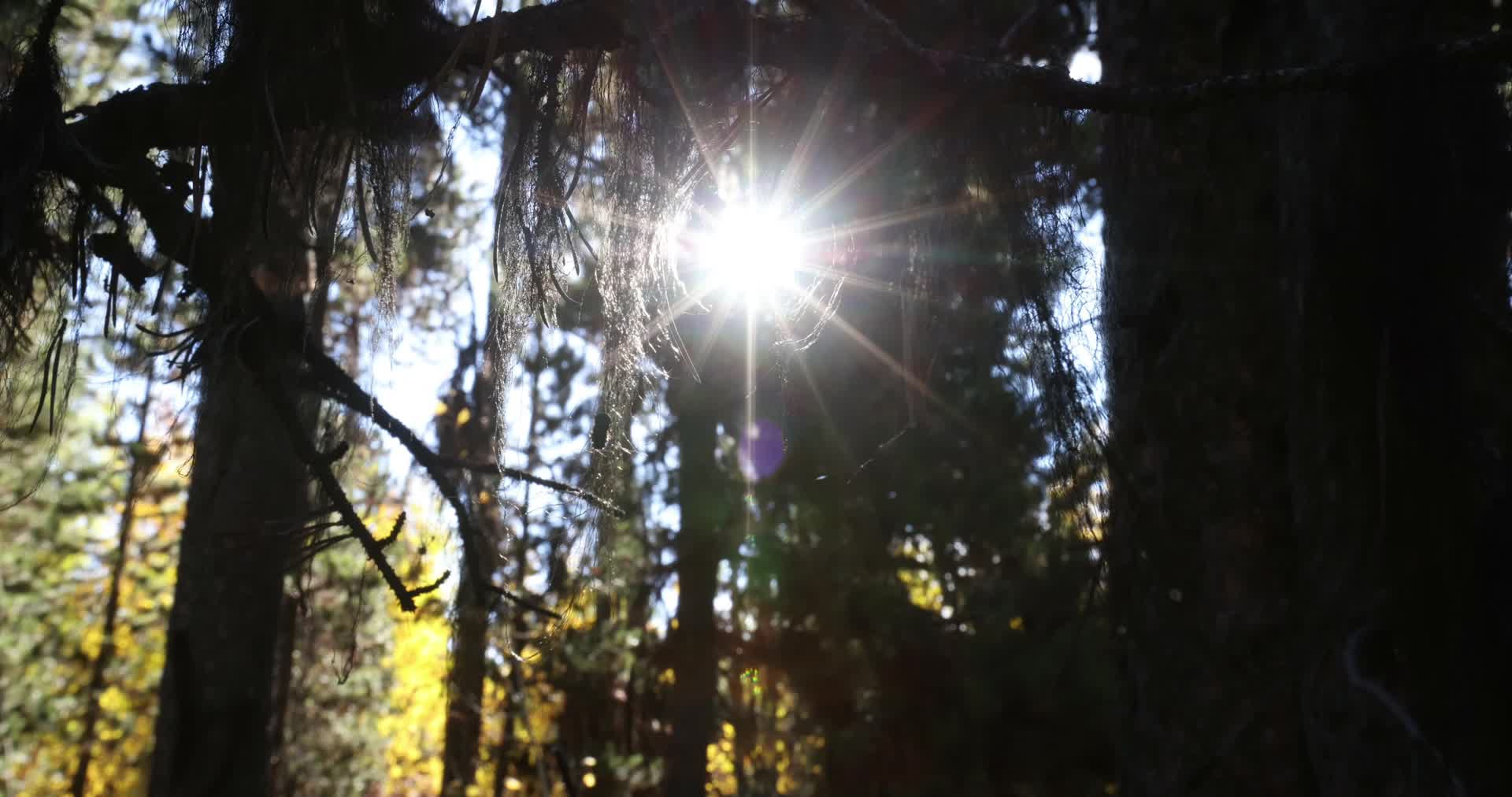 秋季森林树木植物阳光视频的预览图