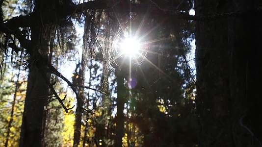 秋季森林树木植物阳光视频的预览图