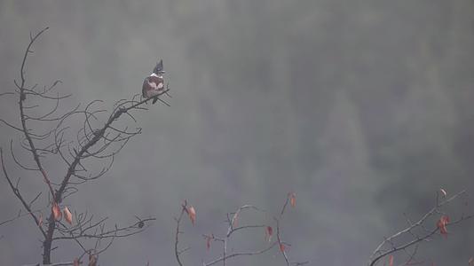 秋季森林清晨雾气小鸟枝头慢镜头视频的预览图