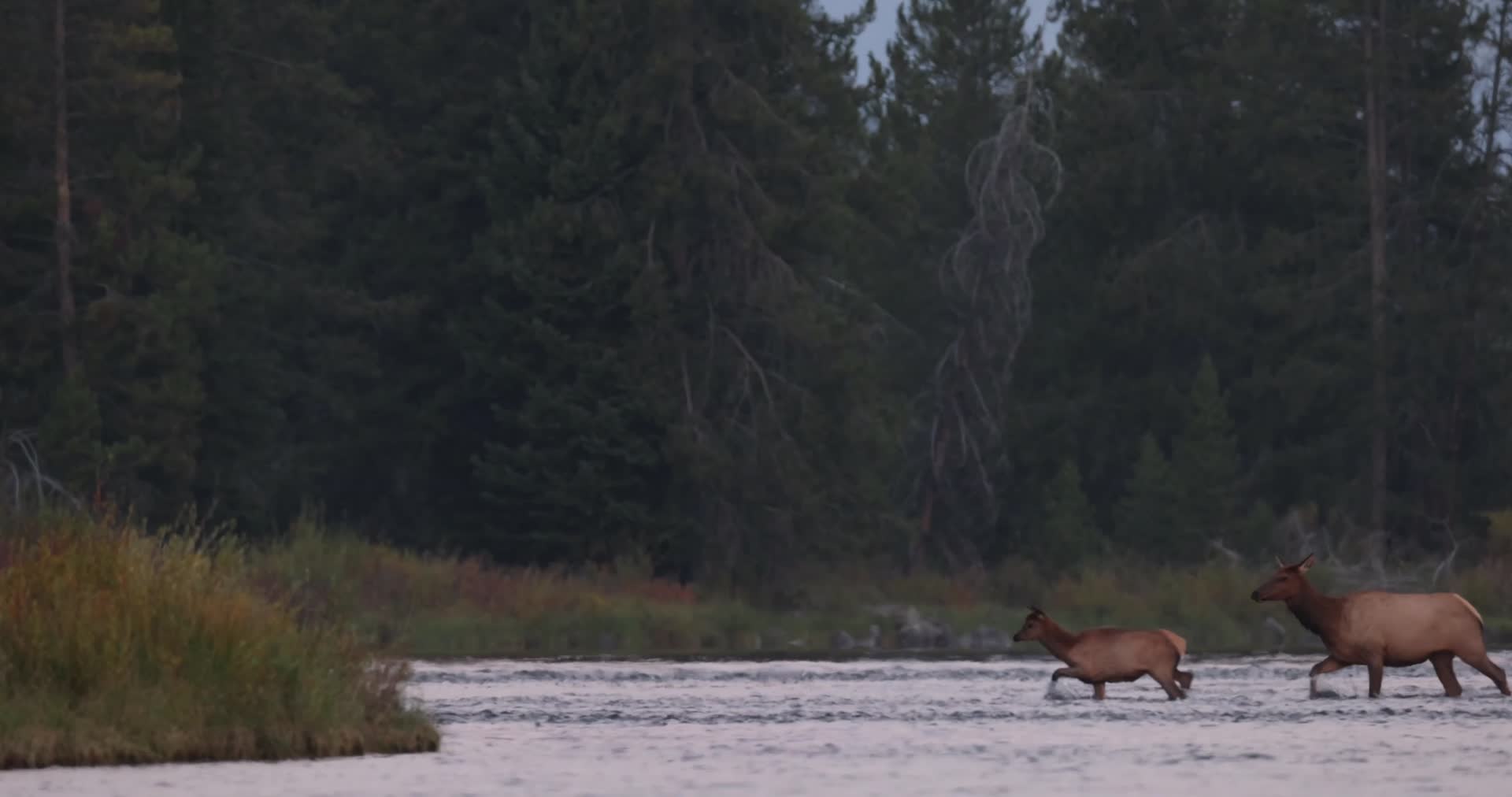 秋季森林麋鹿鹿群涉水穿过河流视频的预览图