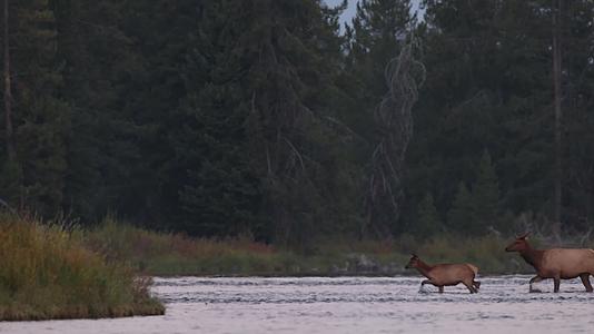秋季森林麋鹿鹿群涉水穿过河流视频的预览图
