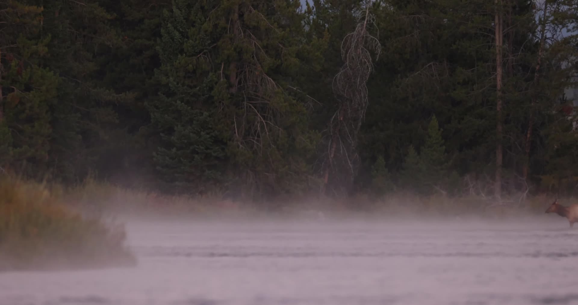 麋鹿鹿群涉水穿过河流清晨雾气视频的预览图