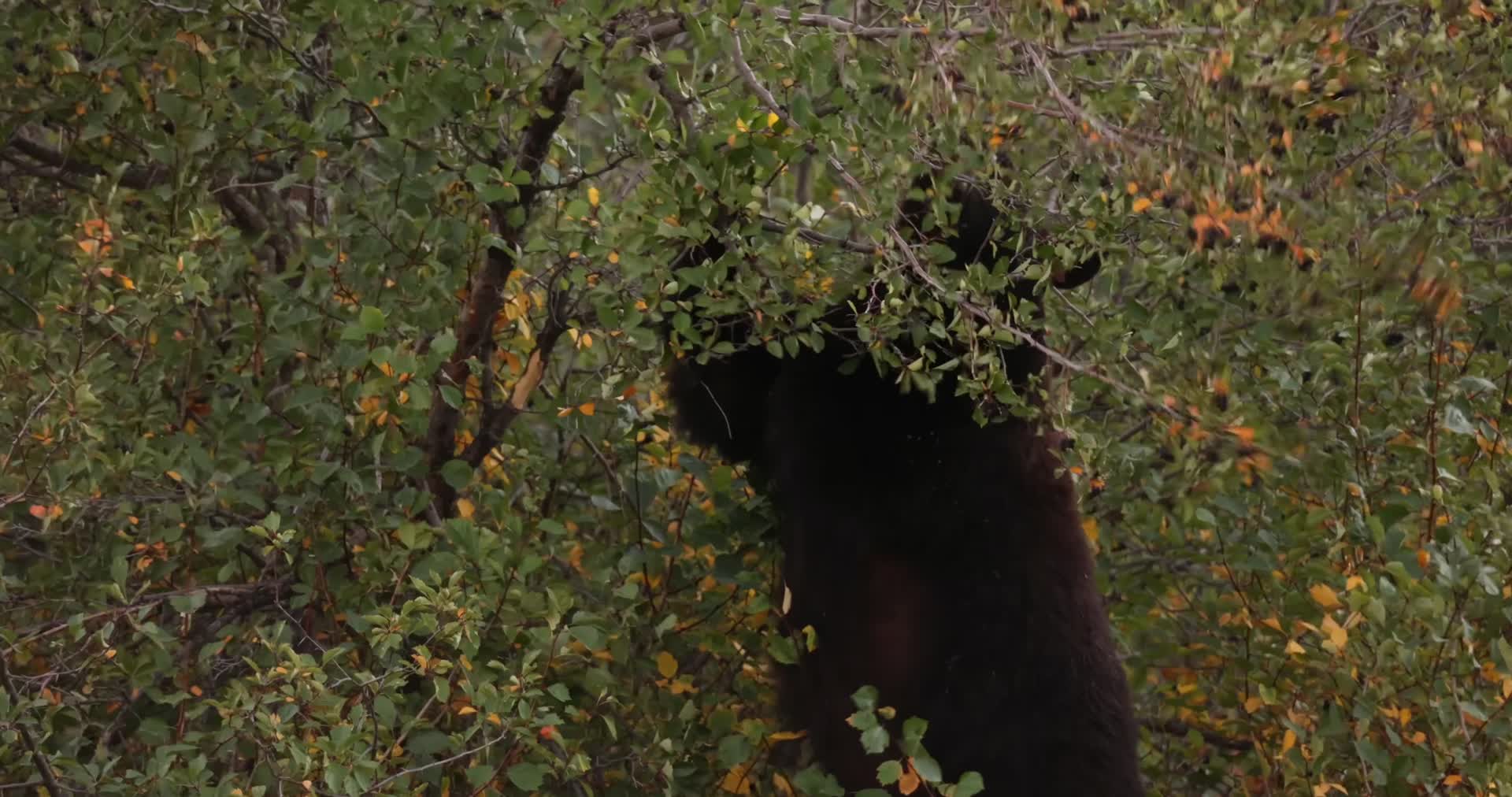 秋季森林山谷黑熊觅食视频的预览图