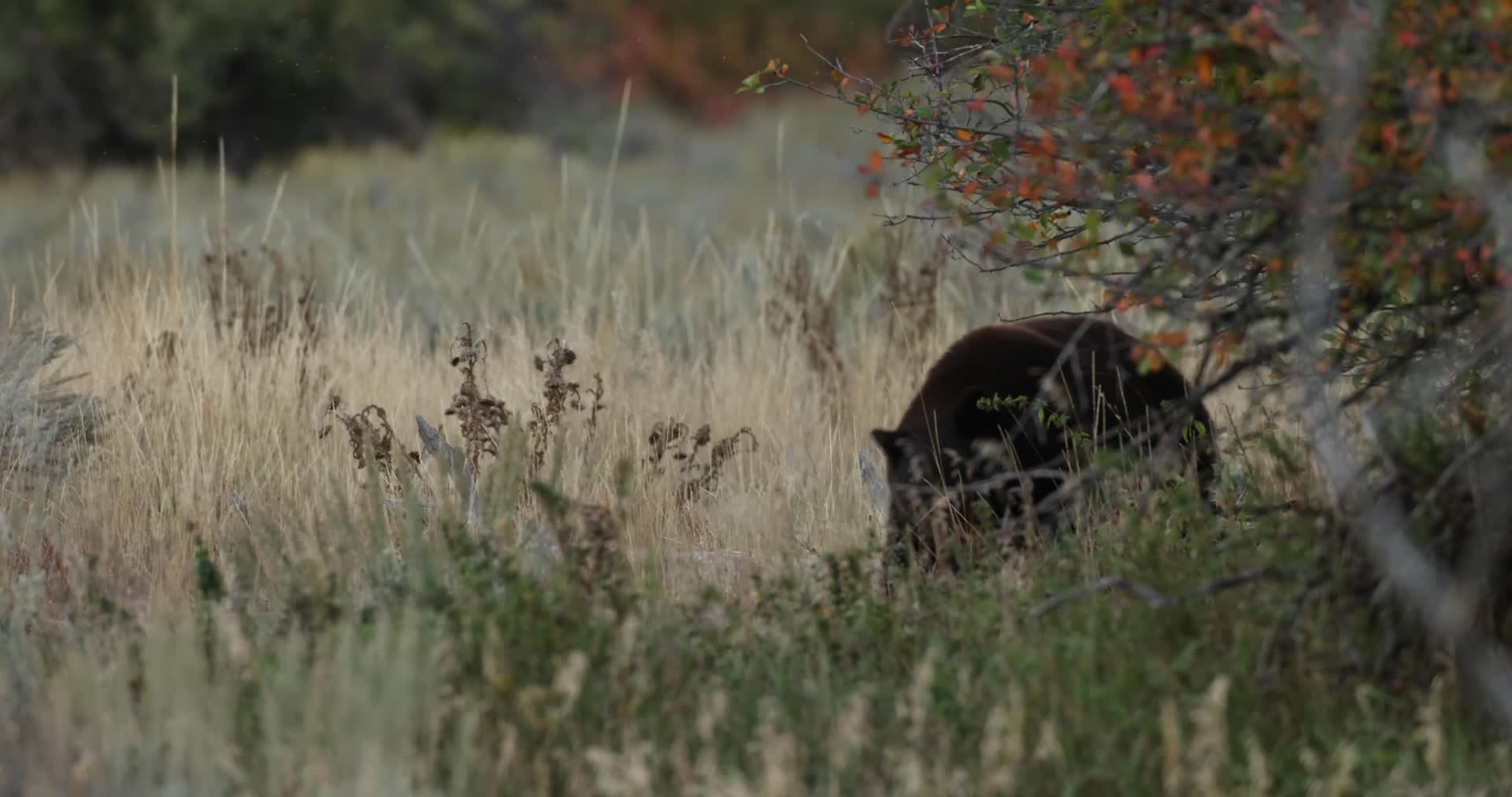秋季森林山谷黑熊觅食视频的预览图