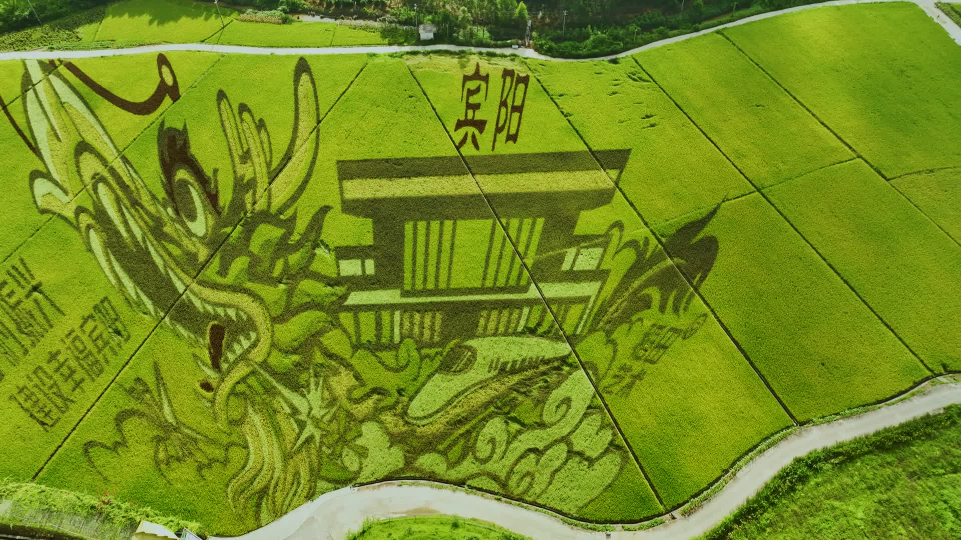 4K航拍宾阳艺术稻田视频的预览图